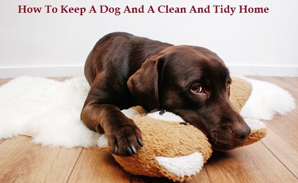 How to keep a dog and a clean and tidy home