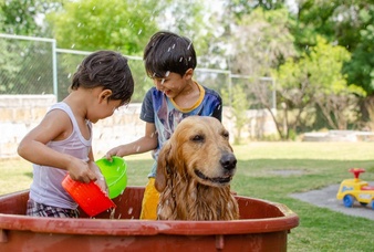 pet cleaning